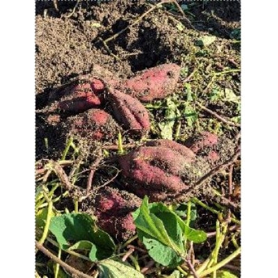 枚方産もっちりたいやき さつまいも餡