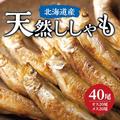 天然ししゃも オス・メス40尾(Sサイズ)