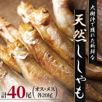 天然ししゃも オス・メス40尾(Sサイズ)