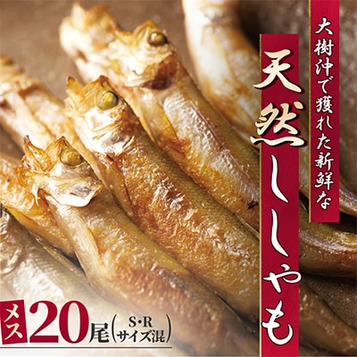 北海道十勝大樹町産 天然ししゃも メス 20尾(Sサイズ・Rサイズ混) | ふるさと納税のお礼品