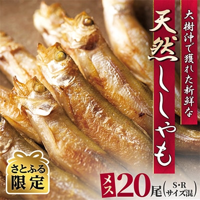 【さとふる限定】北海道十勝大樹町産 天然ししゃも メス 20尾(Sサイズ・Rサイズ混) | ふるさと納税のお礼品