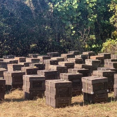 【さとふる限定】国産天然ハチミツセット 計2.5kg(2000g&500g)