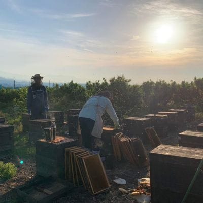 【さとふる限定】国産天然ハチミツセット 計2.5kg(2000g&500g)