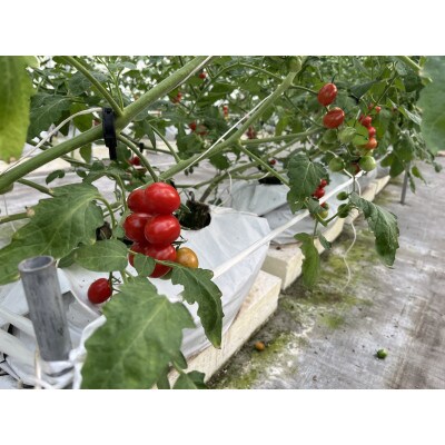 新ミニトマト4種セット(愛知いしかわ菜園)