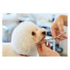 トリミングチケット 1000円分×6枚