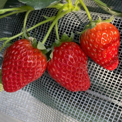 あきる野ストロベリーフィールズ　朝採り完熟いちご/約400g【2026年1月～3月中旬発送】