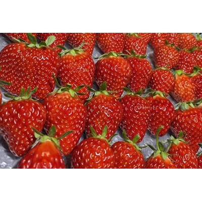 「あきる野産朝採り完熟いちご400g」「いちごジャム200g」「いちごミルクのもと200g」のセット