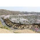 西多摩霊園　墓地購入(契約)のご利用券(150,000円分)