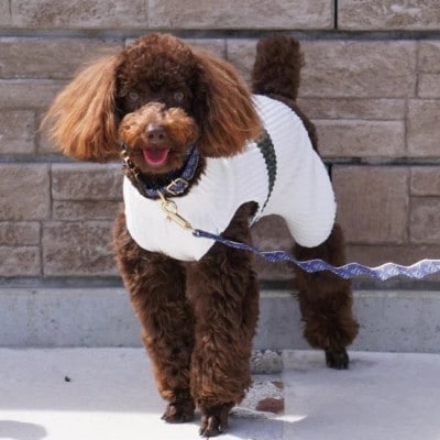 【創業48年】ドッグウェアブランドの「日本製 メッシュ プリーツ ロンパース」(ホワイト・Sサイズ)