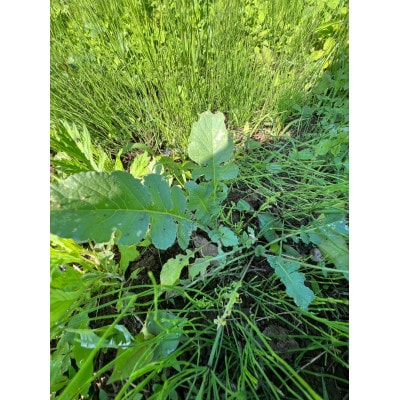 【さとふる限定】あきる野市自然農フルシーズン体験(栽培サポート付き、収穫持ち帰り)