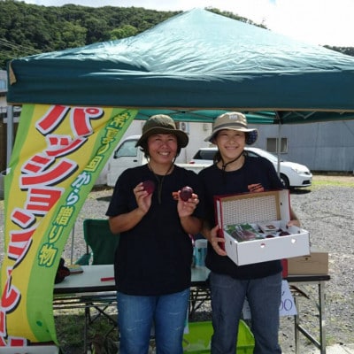 パッションフルーツL玉6個×2箱　お友達にお手軽ミニギフト!　奄美・かけろま島産
