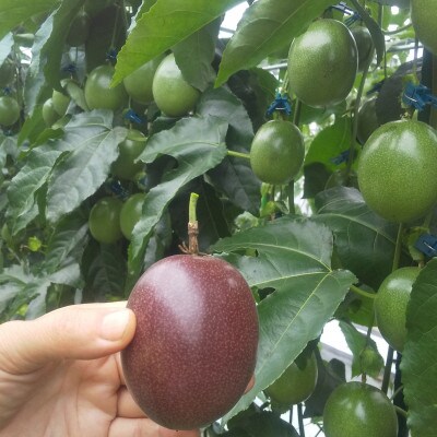 パッションフルーツL玉6個×5箱　お友達にお手軽ミニギフト!　奄美・かけろま島産
