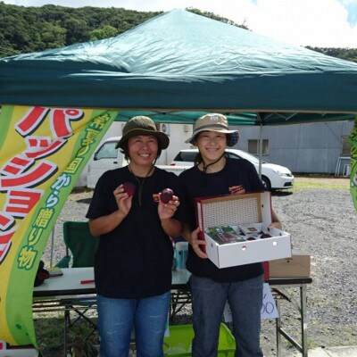 島のイラストボックス　パッションフルーツL玉12個×3箱　奄美・かけろま島産