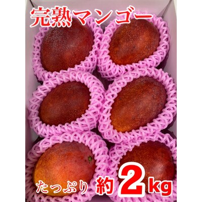 【2023年7月下旬以降順次発送】奄美完熟マンゴー　化粧箱約2kg(4～6玉入り)農家直送♪