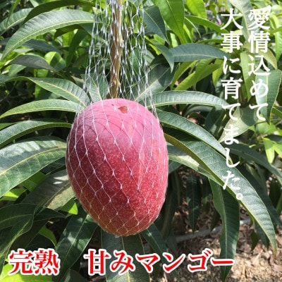 【2023年7月下旬以降順次発送】奄美完熟マンゴー　化粧箱約2kg(4～6玉入り)農家直送♪