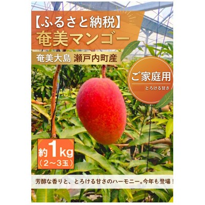 ご家庭用奄美マンゴー約1kg(2～3玉入り)