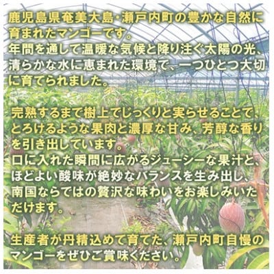 ご家庭用奄美マンゴー約1kg(2～3玉入り)