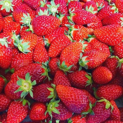 【訳あり】いちご　1kg 茨城県内共通返礼品:石岡市