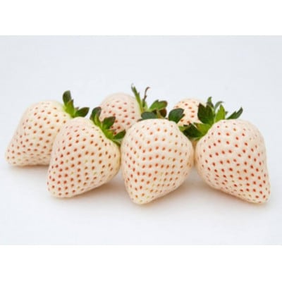 お歳暮　白いちご　大粒　250g×4pc 茨城県内共通返礼品:石岡市
