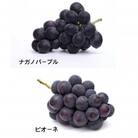 桐箱 ナガノパープルとピオーネ 2房 県内共通返礼品:かすみがうら市