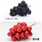 桐箱 ナガノパープルと我が道 2房 県内共通返礼品:かすみがうら市