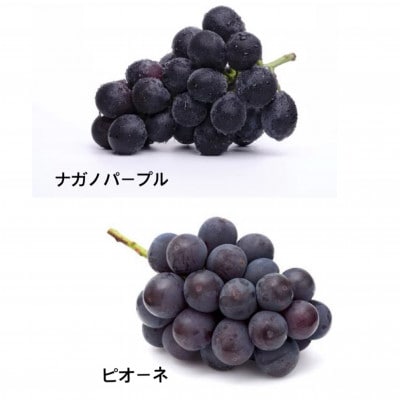 【お中元のし付き】桐箱 ナガノパープルとピオーネ 2房 県内共通返礼品:かすみがうら市