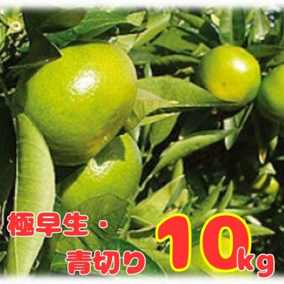 金山パイロットファームの温州みかん10kg(極早生・青切り)