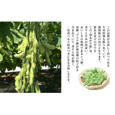 熊本県八代市産枝豆 [湯あがり娘(茶豆風味)] 3kg