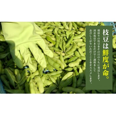 熊本県八代市産枝豆 [湯あがり娘(茶豆風味)] 3kg