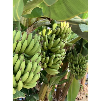 たかきのバナナ　化粧箱入り5本セット