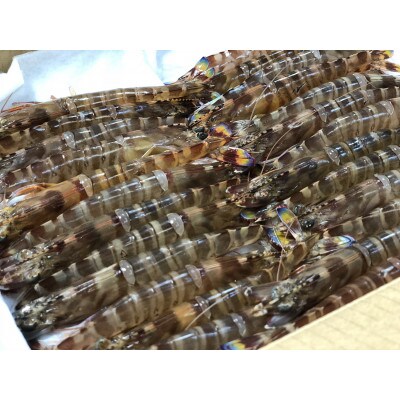 車えびの味噌漬け　300g