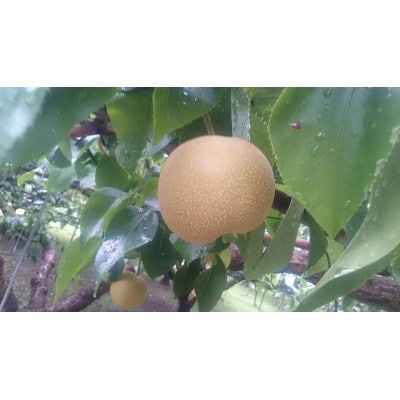 秋月梨　約1.8kg　3～6玉(八代市)