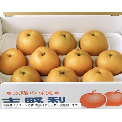 【2025年10月上旬より順次発送】熊本県産　新興梨 約5kg 7玉～16玉　