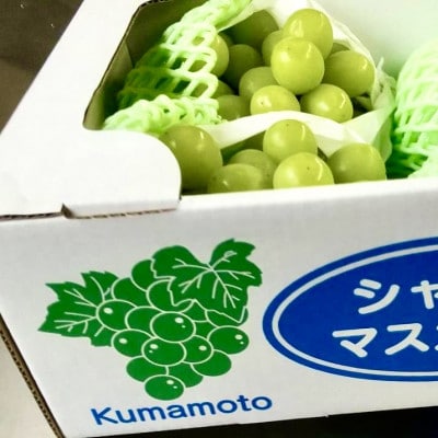 熊本県産 シャインマスカット 約1kg 2房～3房