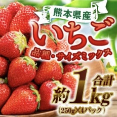 【先行受付 2023年12月上旬より順次発送】熊本県産 いちご 250g&times;4p 合計1kg