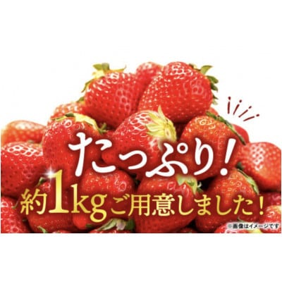 【先行受付　2023年12月上旬より順次発送】熊本県産 いちご　250g×4p　合計1kg