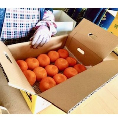 【先行受付】熊本県産　贅沢みかん　5kg