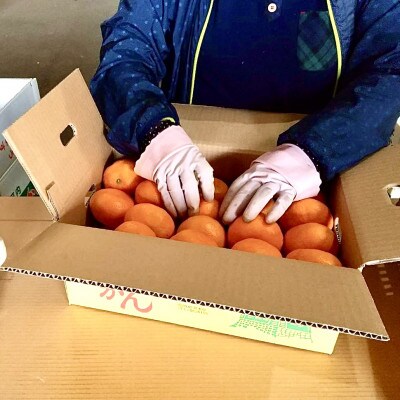 【先行受付】熊本県産　贅沢みかん　5kg