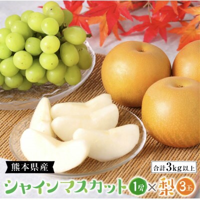 熊本県産 シャインマスカット1房・梨3玉 合計3kg以上 豊水梨 新高梨 新興梨