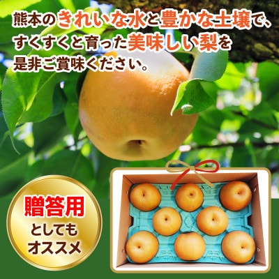 熊本県産　新高梨　約5kg(6玉～12玉)(八代市)