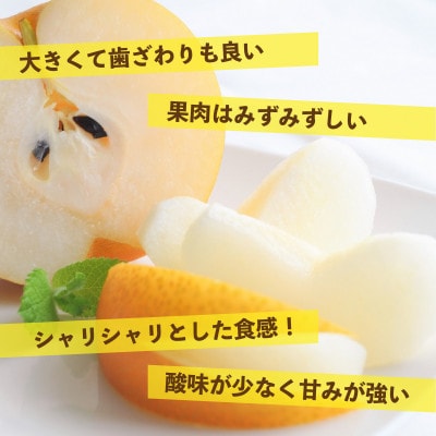 熊本県産　新高梨　約5kg(6玉～12玉)(八代市)