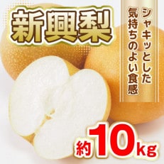 熊本県産 新興梨 約10kg 20玉～40玉(八代市)