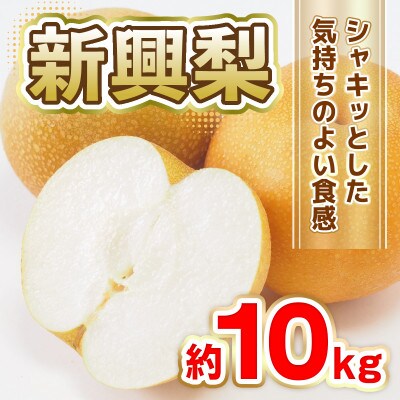 熊本県産 新興梨　約10kg 20玉～40玉(八代市)