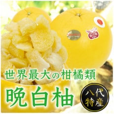 晩白柚 Lサイズ2玉入り 約3kg【熊本県産】