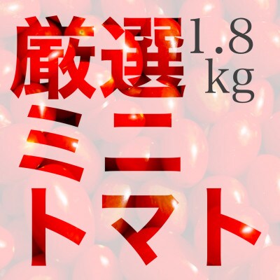 厳選ミニトマト1.8Kg(八代市)