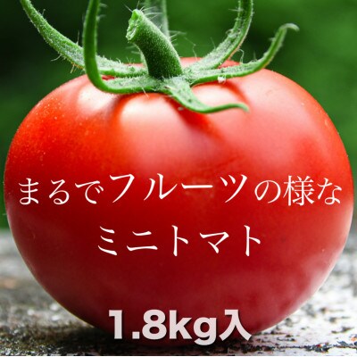 まるでフルーツの様なミニトマト1.8Kg(八代市)