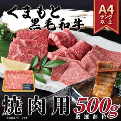 【毎月定期便】くまもと黒毛和牛 A4～A5 焼肉用(500g)(八代市)全12回