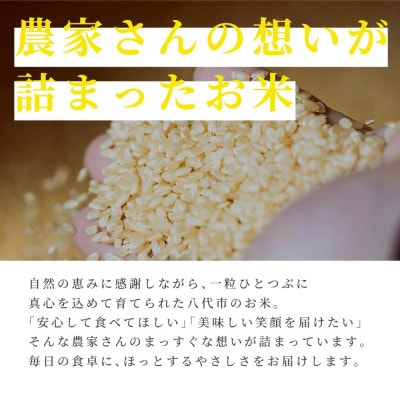 【先行予約】《令和7年産》くまさんの輝き 5kg×2袋 合計10kg 熊本県産