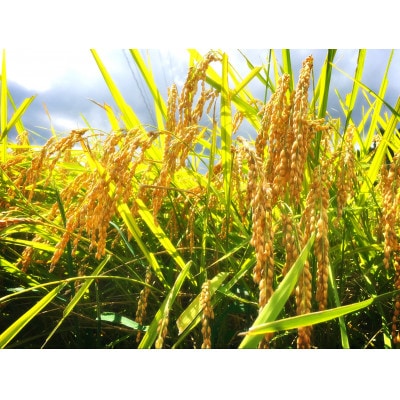 重野農産ペットボトル米(新之助×もち麦)×10本　R6年産