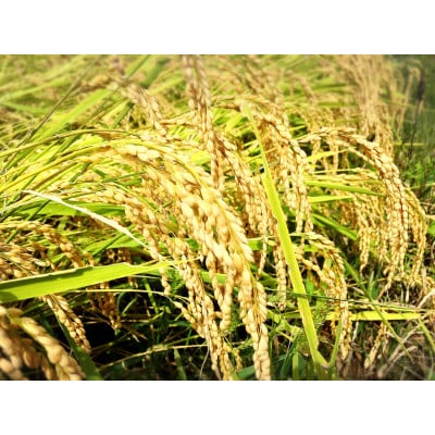 重米食べ比べセット(ペットボトル15本)　R6年産